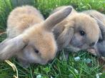 NHD Nederlandse hangoor dwerg konijntjes