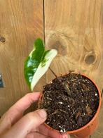 Alocasia zebrina variegata plant albo white wit marble, Ophalen of Verzenden, Halfschaduw, Minder dan 100 cm