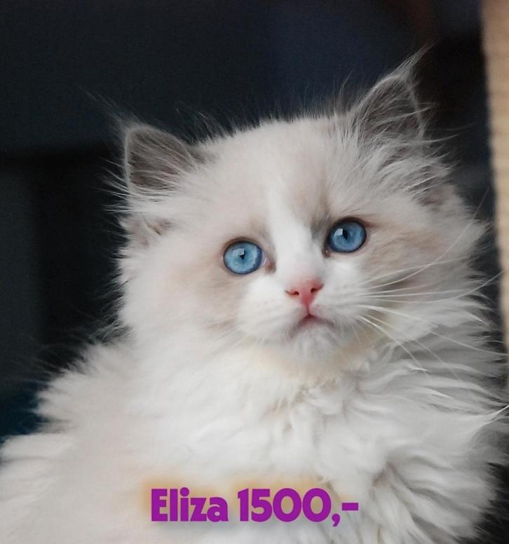 Ragdoll kittens, Dieren en Toebehoren, Katten en Kittens | Raskatten | Langhaar, Meerdere dieren, Gechipt, Ontwormd