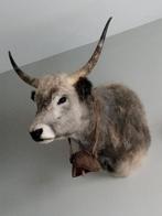 Opgezette Steppenrund, Ophalen