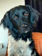 Ervaren raszuivere Friese Stabij dekreu, Rabiës (hondsdolheid), Eén hond, 3 tot 5 jaar, Nederland