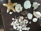 schelpen, Verzamelen, Mineralen en Fossielen, Ophalen of Verzenden, Schelp(en)