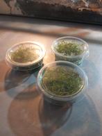 Vesicularia ferriei (weeping mos) 80 cc cup, Nieuw, Plant(en), Steen of Hout, Ophalen of Verzenden