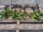 Plantgoed Prunus Novita  Rotundifolia Greenpeace lusitanica, Tuin en Terras, Planten | Struiken en Hagen, Ophalen of Verzenden