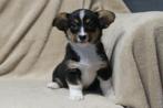 Welsh Corgi x Beagle kruising pups, Dieren en Toebehoren, Honden | Herdershonden en Veedrijvers, Nederland, CDV (hondenziekte)