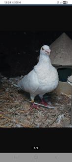TE KOOP spaanse kropper Gorguero duiven, Dieren en Toebehoren, Meerdere dieren, Kropper