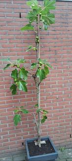 Vijgestek Fruit, Tuin en Terras, Ophalen of Verzenden, Minder dan 100 cm, Overige soorten, Zomer