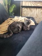 Britse korthaar kater zo spoedig mogelijk, Dieren en Toebehoren, Katten en Kittens | Overige Katten, Kater, Kortharig, 0 tot 2 jaar