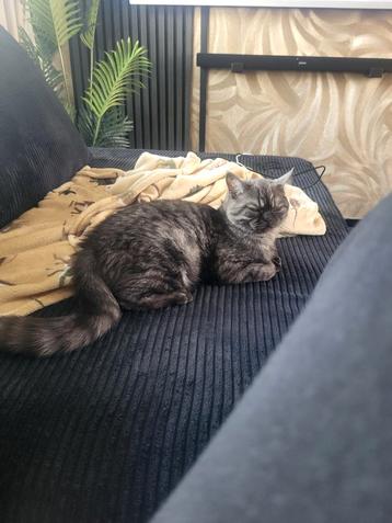 Britse korthaar kater zo spoedig mogelijk beschikbaar voor biedingen
