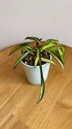 Hoya wayetii variegata, Huis en Inrichting, Kamerplanten, Ophalen of Verzenden, Overige soorten, Minder dan 100 cm