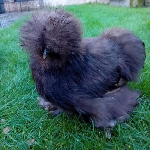 2 MAANDEN  OUDE USA ZIJDEHOEN HENNETJES   CHOCOLADE KLEURIGE, Dieren en Toebehoren, Pluimvee, Kip, Vrouwelijk