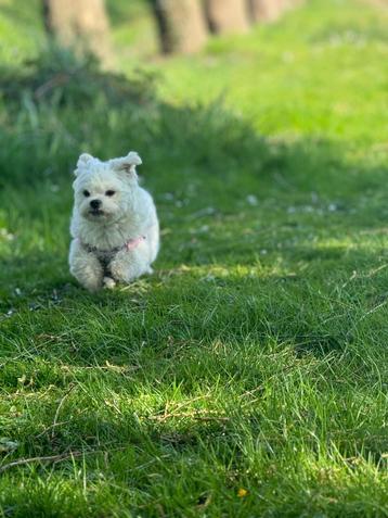 Dekreu maltipoo beschikbaar voor biedingen