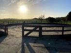 stalling, Weidegang, 1 paard of pony