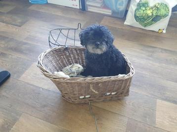 Fietsmand hond beschikbaar voor biedingen