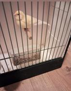 Kanarie pop van 2024 broedrijp gelijk ophalen, Dieren en Toebehoren, Vogels | Kanaries, Vrouwelijk, Kleurkanarie