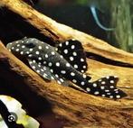 L201 Hypancistrus Inspector (snowball pleco ) 6-7 cm, Vis