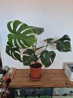 Monstera deliciosa (gatenplant), Ophalen, Overige soorten, Halfschaduw, In pot