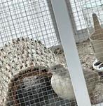 Japanse kwartel haan, Dieren en Toebehoren, Vogels | Overige Vogels, Mannelijk
