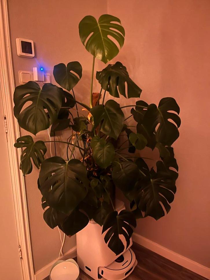 Grote Monstera Kamerplant - 120cm+ op stam, Huis en Inrichting, Kamerplanten, Overige soorten, 100 tot 150 cm, Groene kamerplant