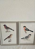 Ingelijste  vogelprenten (2x), Minder dan 50 cm, Verzenden, Zo goed als nieuw, Minder dan 50 cm