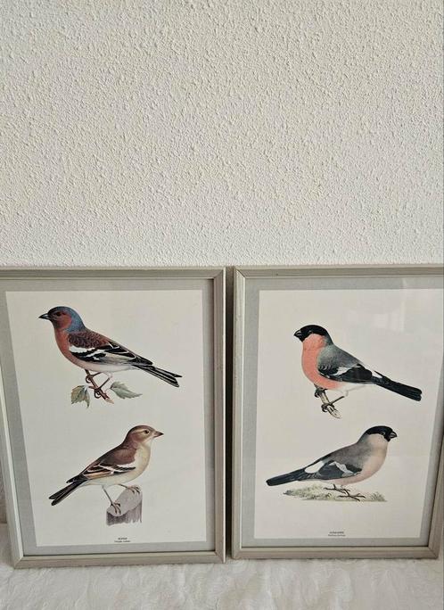 Ingelijste  vogelprenten (2x), Huis en Inrichting, Woonaccessoires | Lijsten, Zo goed als nieuw, Minder dan 50 cm, Minder dan 50 cm