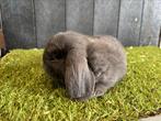 Fraai hangoordwerg rammetje, Dieren en Toebehoren, Konijnen, Mannelijk, Dwerg, Hangoor