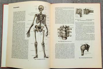 Anatomische atlas voor opleiding verplegenden en EHBO beschikbaar voor biedingen