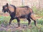 Hoornloze dwergbok, Dieren en Toebehoren, Schapen, Geiten en Varkens, Mannelijk, Geit, 0 tot 2 jaar