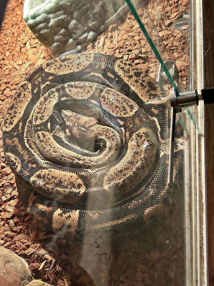 1.0 Boa constrictor Imperator '21