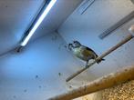 Kruisbek pop 2019, Dieren en Toebehoren, Vogels | Overige Vogels, Vrouwelijk, Wildzangvogel, Geringd