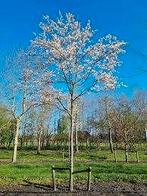 Amelanchier bomen, Tuin en Terras, Ophalen, Lente, Volle zon, Overige soorten