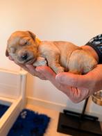 Goldendoodle/Labradoodle ook double doodle genoemd, Nederland, Overige rassen, CDV (hondenziekte), 8 tot 15 weken