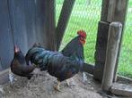 toompje barnevelder krielkippen dubbel gezoomd goud, Dieren en Toebehoren, Pluimvee, Meerdere dieren, Kip