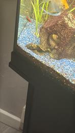 Pleco ancistrus, Dieren en Toebehoren, Vissen | Aquariumvissen, Vis, Zoetwatervis