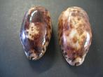 Schelpen: Chelycypraea testudinaria  Linnaeus, 1758., Ophalen of Verzenden, Schelp(en)