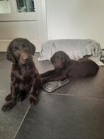 Flatcoated retriever pup met Stamboom, Meerdere, Nederland, Particulier, Reu