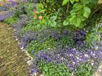 Gratis Campanula, Ophalen, Zomer, Overige soorten, Volle zon