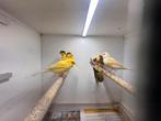 7 kanarie mannen, Dieren en Toebehoren, Mannelijk, Kleurkanarie