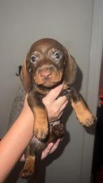 Dwergteckel pups, Dieren en Toebehoren, Honden | Teckels en Dashonden, Parvo, 8 tot 15 weken, Korthaar, Dwerg