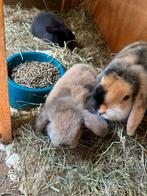 Jonge Nederlanse Hangoor Dwerg konijntjes, Dieren en Toebehoren, Konijnen, Vrouwelijk, Klein, Hangoor, 0 tot 2 jaar