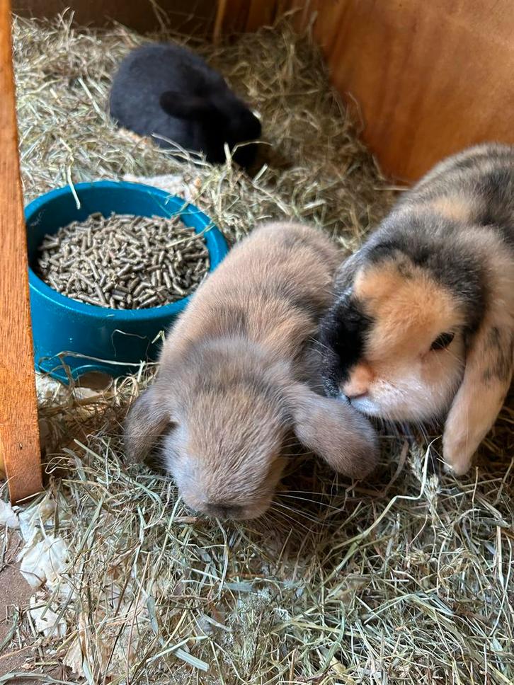 Jonge Nederlanse Hangoor Dwerg konijntjes, Dieren en Toebehoren, Konijnen, Klein, Vrouwelijk, 0 tot 2 jaar, Hangoor