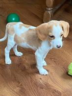 Zeer bijzondere BEAGLE x KOOIKER pup - reutje, Nederland, Reu, CDV (hondenziekte), 8 tot 15 weken