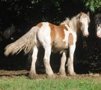 Irish Cob / tinker hengstjes en merrie, Dieren en Toebehoren, Paarden en Pony's | Dekhengsten en Fokmerries, Meerdere dieren