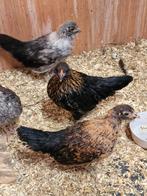 Hollandse krielen diverse kleuren, Dieren en Toebehoren, Pluimvee, Meerdere dieren, Kip