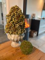 Boompje van dadeltakken, Huis en Inrichting, Ophalen, Overige materialen, 25 tot 50 cm, Zo goed als nieuw