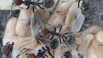 Camponotus singularis poppen, Dieren en Toebehoren, Insecten en Spinnen, Mieren