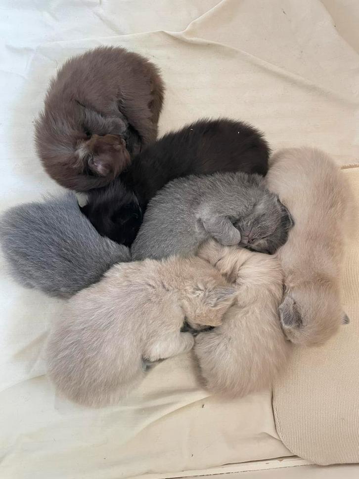 7 prachtige en lieve ragdoll kittens, Dieren en Toebehoren, Katten en Kittens | Raskatten | Langhaar, Meerdere dieren, 0 tot 2 jaar