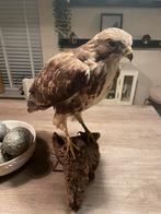 Opgezette buizerd, Verzamelen, Dierenverzamelingen, Ophalen of Verzenden, Gebruikt, Vogel, Opgezet dier