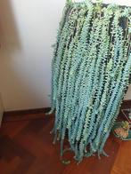 Piepkleine plantjes van deze reus te koop, sedum morganianum, Ophalen, Overige soorten, Minder dan 100 cm