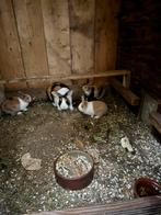 3 dwerg konijntjes, Dieren en Toebehoren, Konijnen, Meerdere dieren, Dwerg, 0 tot 2 jaar